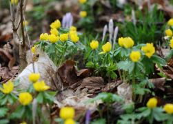Winterlinge  Gelbe Pracht In Jena 2024 08